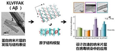 上海有机所等合作在淀粉样蛋白质纳米材料研究中取得重要进展